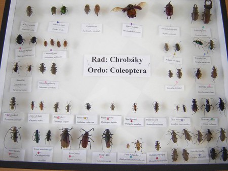 Entomologická výstava - žiakov ZŠ Valaská, február 2013